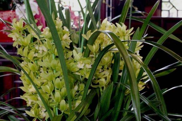 大花蕙兰怎么浇水,早春开花后必须少浇水