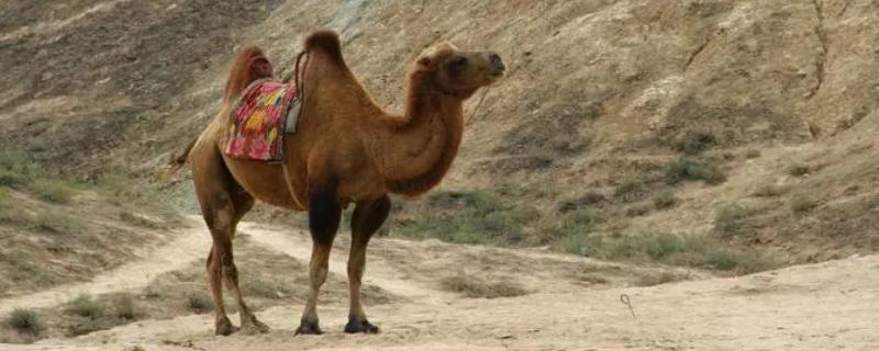 骆驼只有双峰驼一种对吗