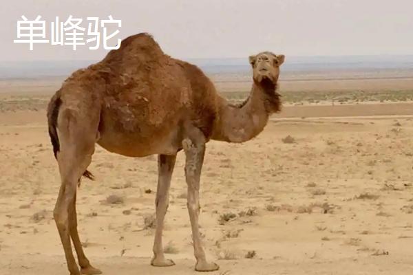 骆驼只有双峰驼一种对吗，不仅有双峰驼还有单峰驼