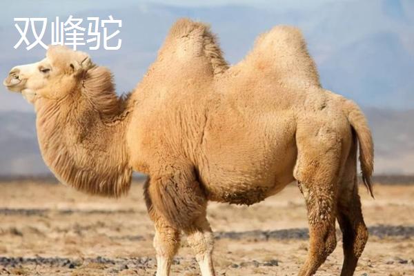 骆驼只有双峰驼一种对吗，不仅有双峰驼还有单峰驼
