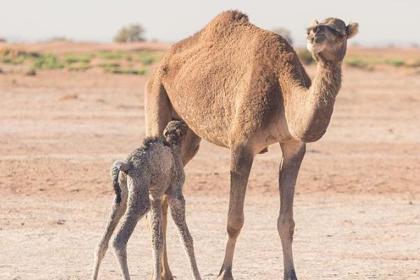 骆驼只有双峰驼一种对吗，不仅有双峰驼还有单峰驼