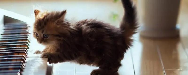 猫咪一直打喷嚏的原因