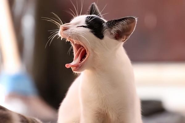 猫咪一直打喷嚏的原因，可能是呼吸道感染或气味刺激等