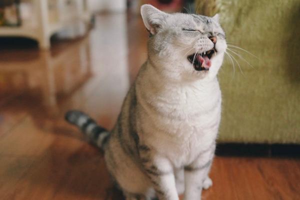 猫咪一直打喷嚏的原因，可能是呼吸道感染或气味刺激等