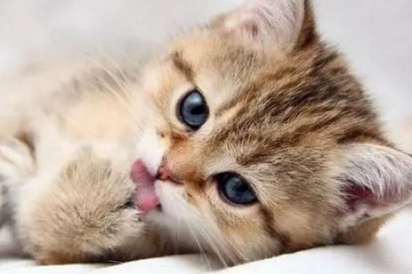 猫咪一直打喷嚏的原因，可能是呼吸道感染或气味刺激等