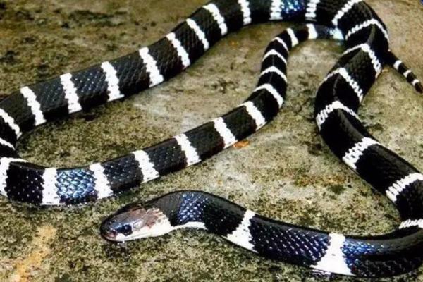 银环蛇有毒吗,是我国南方特有的一个毒蛇品种