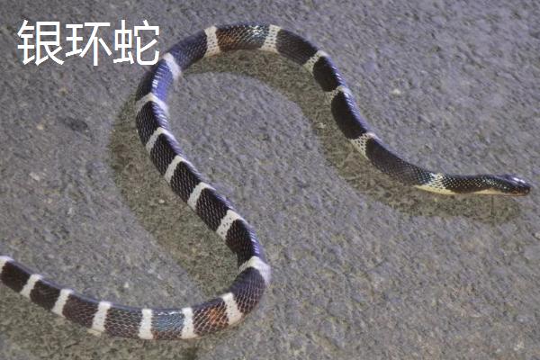 银环蛇有毒吗,是我国南方特有的一个毒蛇品种