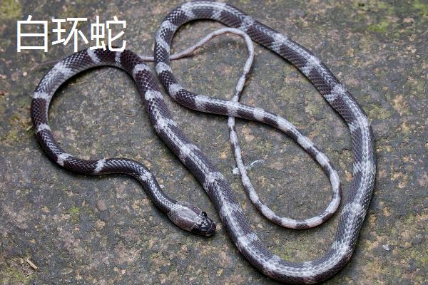 银环蛇有毒吗,是我国南方特有的一个毒蛇品种
