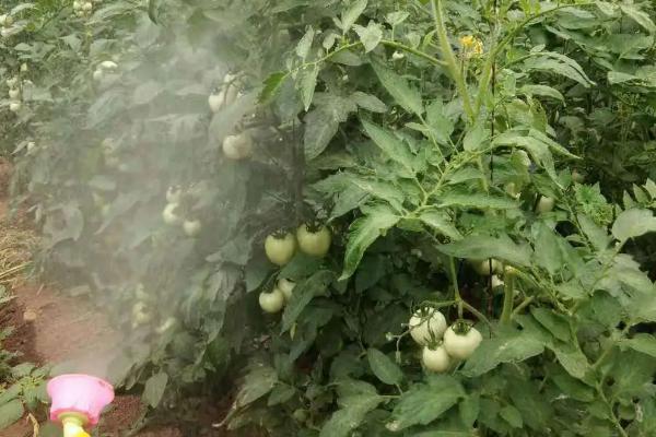 番茄籽粒外露怎么防治，首先选择优良品种