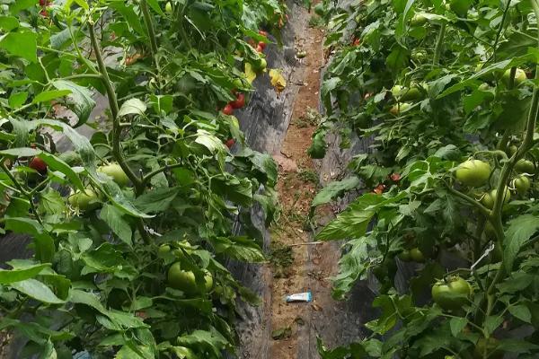 番茄籽粒外露怎么防治，首先选择优良品种