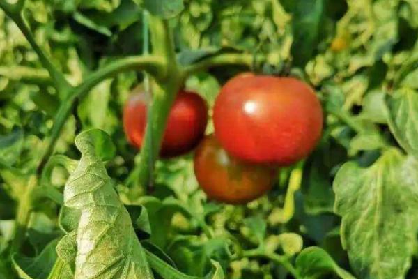 番茄籽粒外露怎么防治，首先选择优良品种