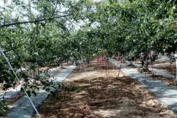 冬季果树管理方法，在休眠期要做好四项