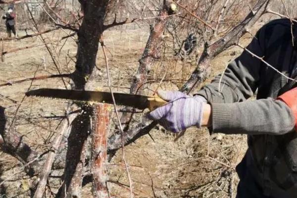 冬季果树管理方法，在休眠期要做好四项