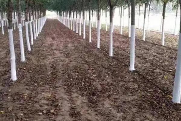 冬季果树管理方法，在休眠期要做好四项