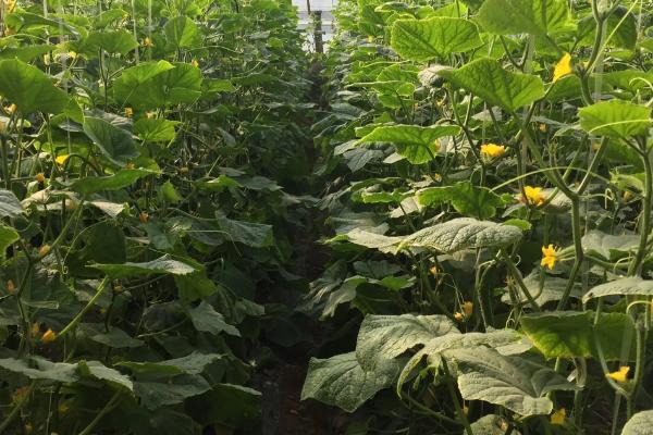 如何预防小黄瓜徒长,秋冬茬小黄瓜要及时上架或绑蔓