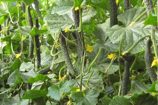 如何预防小黄瓜徒长,秋冬茬小黄瓜要及时上架或绑蔓