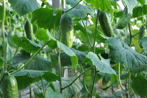 如何预防小黄瓜徒长,秋冬茬小黄瓜要及时上架或绑蔓