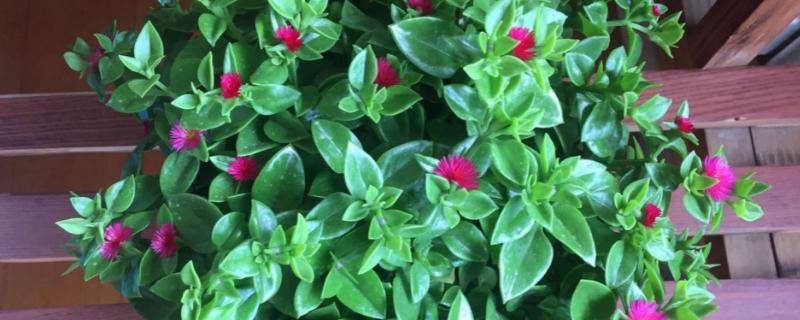 牡丹吊兰叶子发软的原因