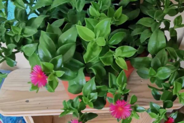 牡丹吊兰叶子发软的原因,太阳暴晒或盆内积水都会导致