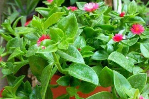 牡丹吊兰叶子发软的原因,太阳暴晒或盆内积水都会导致