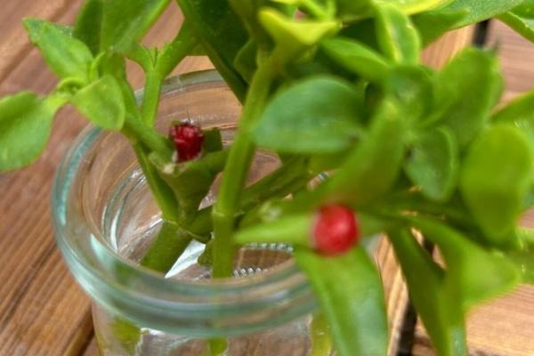 牡丹吊兰叶子发软的原因,太阳暴晒或盆内积水都会导致