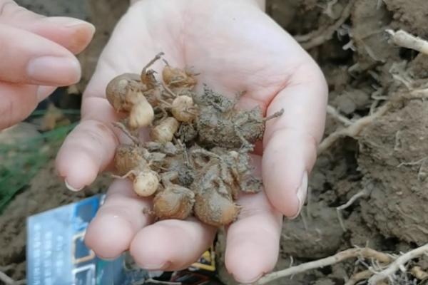 知了猴怎么种植，要注意做好防护措施