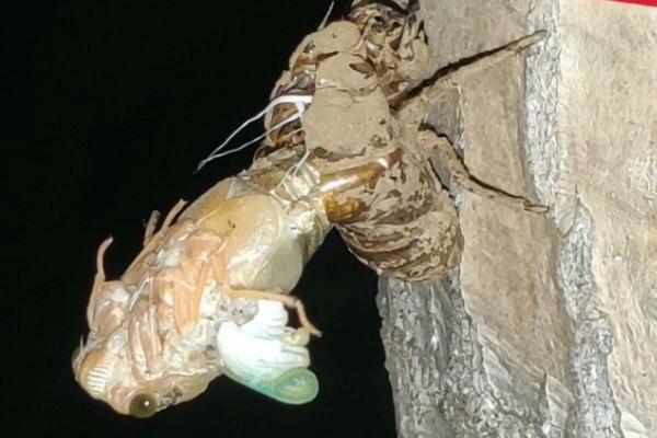 知了猴怎么种植，要注意做好防护措施