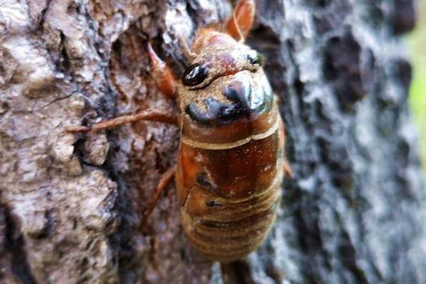 知了猴怎么种植，要注意做好防护措施