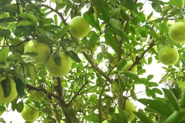 怎么合理对柚子树和茶树施肥,柚子树花前肥可亩施30-35公斤尿素