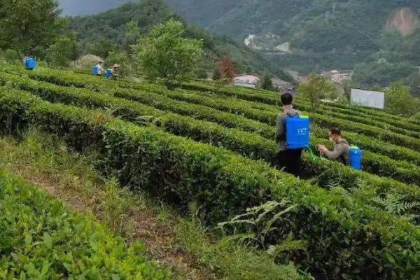 怎么合理对柚子树和茶树施肥,柚子树花前肥可亩施30-35公斤尿素