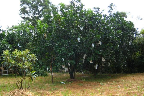 怎么合理对柚子树和茶树施肥,柚子树花前肥可亩施30-35公斤尿素