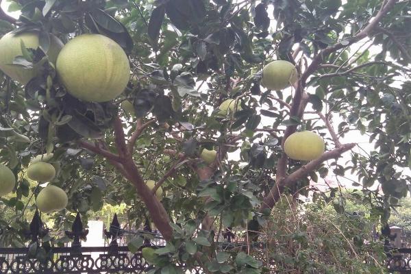 怎么合理对柚子树和茶树施肥,柚子树花前肥可亩施30-35公斤尿素