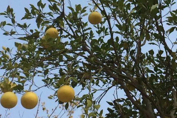 怎么合理对柚子树和茶树施肥,柚子树花前肥可亩施30-35公斤尿素