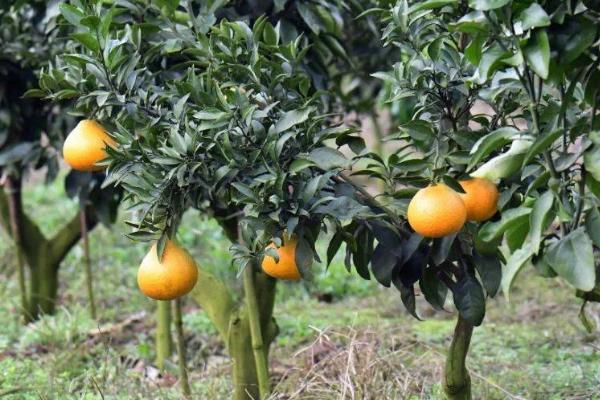 怎么合理对柚子树和茶树施肥,柚子树花前肥可亩施30-35公斤尿素