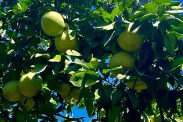 怎么合理对柚子树和茶树施肥,柚子树花前肥可亩施30-35公斤尿素