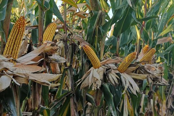 华农甜575玉米种简介，半紧凑型甜玉米杂交品种