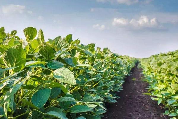 赣豆16号大豆品种简介,密度2.0万株/亩