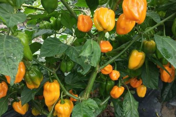 如何让甜椒持续坐果，开花期要调节好温度