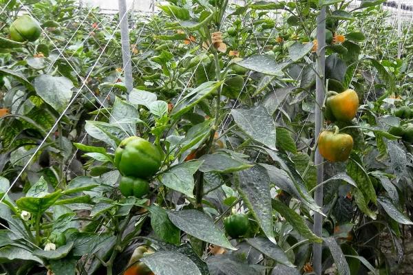 如何让甜椒持续坐果，开花期要调节好温度