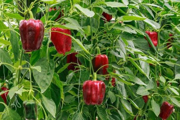 如何让甜椒持续坐果，开花期要调节好温度