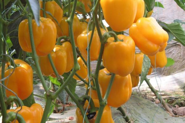 如何让甜椒持续坐果，开花期要调节好温度