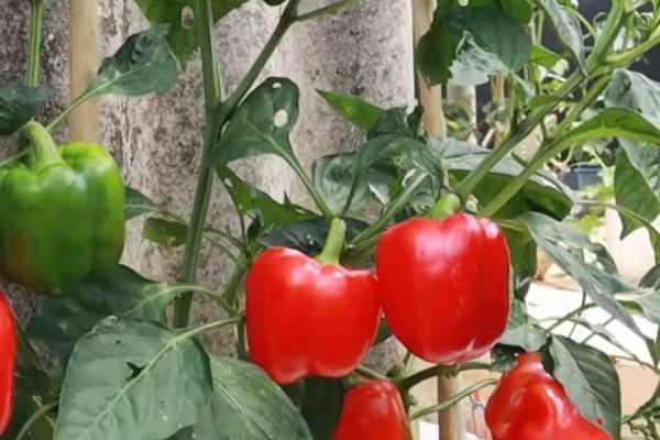 如何让甜椒持续坐果，开花期要调节好温度