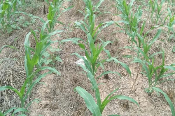 新白糯018玉米种子介绍,大喇叭口期防治玉米螟虫