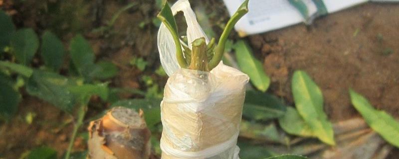 果树秋季接苗剪砧怎么提高成活率