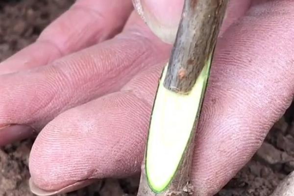 果树秋季接苗剪砧怎么提高成活率，采用分次剪砧的方法更有利于成活