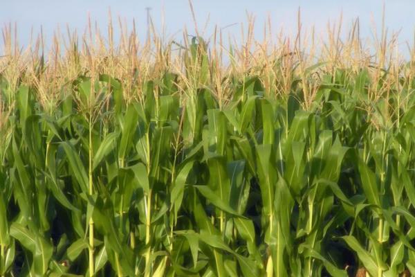 金裕928玉米品种简介,平均生育期102.4天