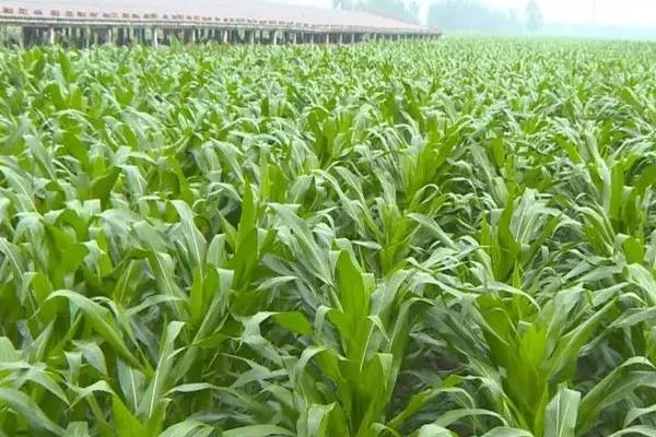 G9711玉米种子简介,中抗小斑病