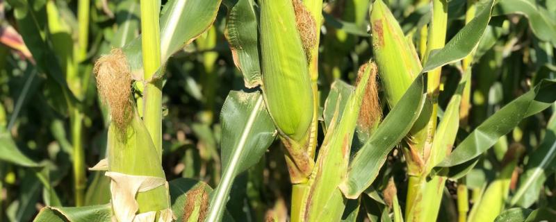 郑品玉693玉米品种的特性