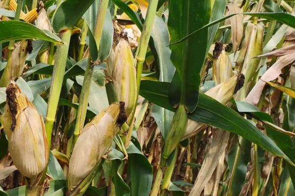 郑品玉693玉米品种的特性，注意防治小斑病