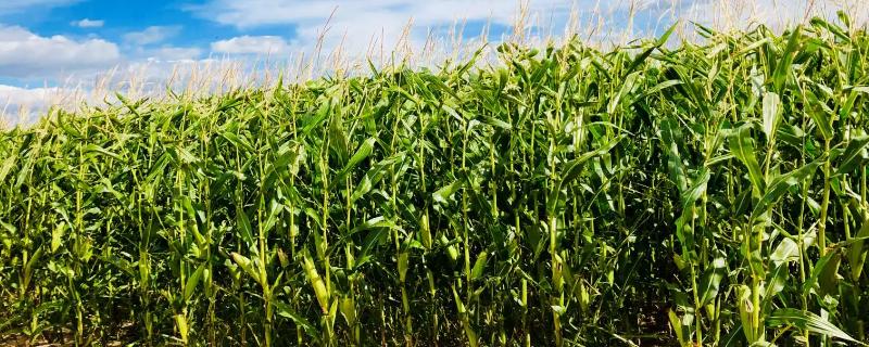 宛玉809玉米种简介